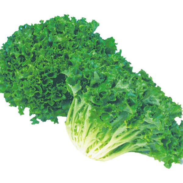 種 野菜たね レタス リブレタス 1袋（3ml） やさいの種 国華園
