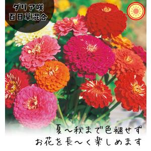 種 花たね ダリア咲百日草混合 1袋(1000mg)の詳細画像1