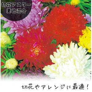 種 花たね 切花アスター美色混合 1袋(600mg)の詳細画像1