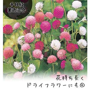 種 花たね 千日紅美色混合 1袋(300mg)の詳細画像1