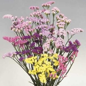 種 花たね スターチス混合 1袋(100mg)