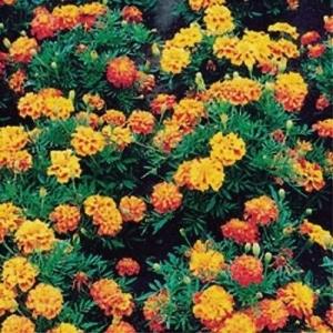 種 花たね マリーゴールド カルメン 1袋(500mg) : 花と緑 国華園