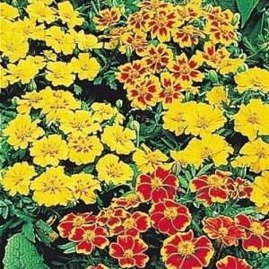 種 花たね フレンチマリーゴールド 一重咲混合 1袋(400mg)