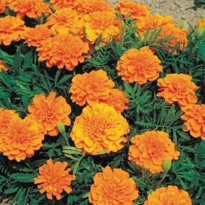 種 花たね マリーゴールド 矮性アフリカンマリーゴールド混合 1袋