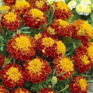 種 花たね マリーゴールド F1オリエンタルゴールド 1袋(25粒) : 花と緑