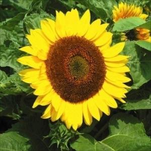 種 花たね ひまわり 太陽 1袋(1000mg)の商品画像