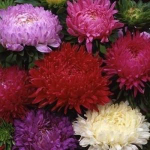 種 花たね 牡丹咲アスター混合 1袋(400mg)の商品画像