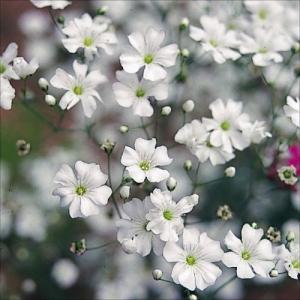 花の種 花種類 かすみ草 種 種子 花 ガーデニング 通販 Yahoo ショッピング