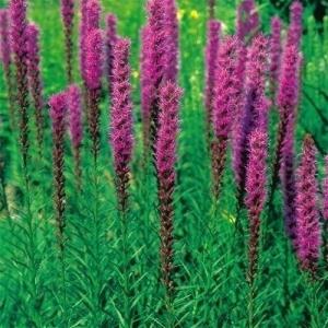 種 花たね リアトリス バイオレット 1袋(10...の商品画像