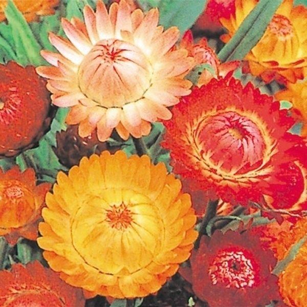 種 花たね 帝王貝細工混合 1袋(200mg)