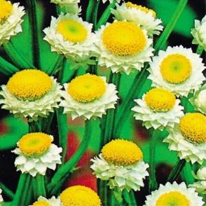 種 花たね アンモビューム 1袋(400mg)