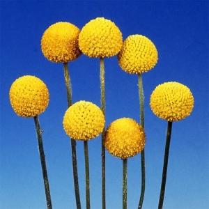 クラスペディア ドライフラワー 花 ガーデニング の商品一覧 通販 Yahoo ショッピング