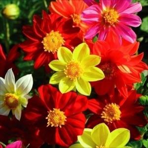 種 花たね ダリア ミグノン混合 1袋(300mg)の商品画像