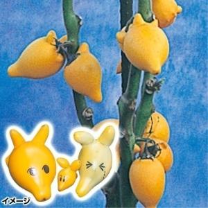 種 花たね ソラナム とげなしつのなす 1袋(6粒)の商品画像
