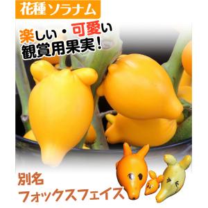 種 花たね ソラナム とげなしつのなす 1袋(6粒)の詳細画像1