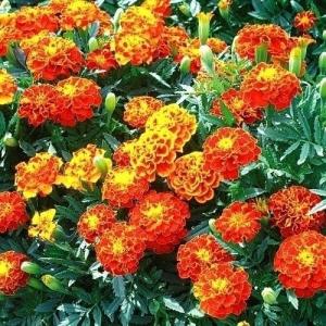 種 花たね大量販売 マリーゴールド畑（アフリカン系) 1袋(50g) : 花と