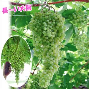果樹苗 ブドウ ネヘレスコール 1株 / 果物苗 フルーツ苗...