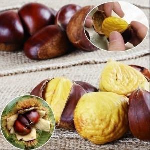 果樹苗 ホワイトサポテ ルーク 1株 : 花と緑 国華園 - 通販 - Yahoo