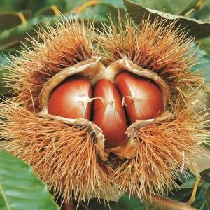 果樹苗 ホワイトサポテ ルーク 1株 : 花と緑 国華園 - 通販 - Yahoo