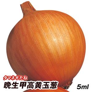 種 野菜たね タマネギ 晩生甲高黄玉葱 1袋(5ml)｜花と緑 国華園