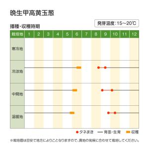 国華園 種 野菜たね タマネギ (中晩生)晩生...の詳細画像3