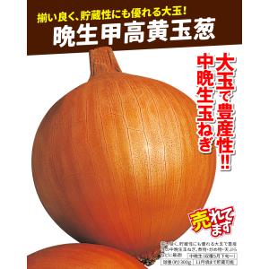 国華園 種 野菜たね タマネギ (中晩生)晩生...の詳細画像2