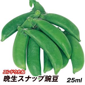 種 野菜たね マメ エンドウ 晩生スナップ豌豆 1袋(25ml)｜花と緑 国華園