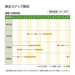 国華園 種 野菜たね マメ エンドウ 晩生スナ...の詳細画像3