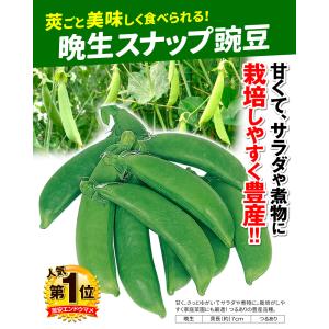 国華園 種 野菜たね マメ エンドウ 晩生スナ...の詳細画像2