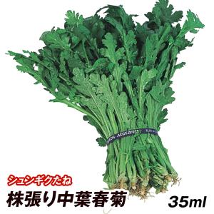 種 野菜たね 菜類 株張り中葉春菊 1袋(35ml)｜kokkaen