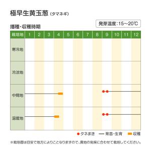 国華園 種 野菜たね タマネギ (極早生)極早...の詳細画像2