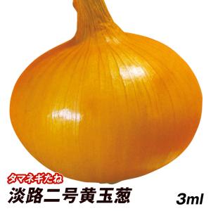 種 野菜たね タマネギ 淡路二号黄玉葱 1袋（3ml） たまねぎ 玉葱 やさいたね タネ 国華園 こっかえん｜花と緑 国華園