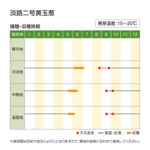 国華園 種 野菜たね タマネギ (中晩生)淡路...の詳細画像3