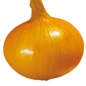 国華園 種 野菜たね タマネギ (中晩生)淡路...の詳細画像1