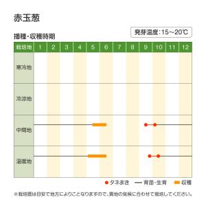 国華園 種 野菜たね タマネギ (晩生)赤玉葱...の詳細画像2