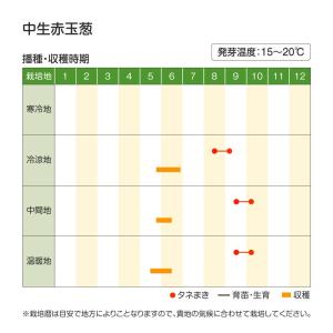 国華園 種 野菜たね タマネギ (中生)中生赤...の詳細画像3