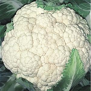 国華園 種 野菜たね カリフラワー 野崎早生花野菜 1袋（1ml） 花椰菜 やさいの種