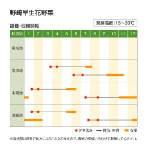 国華園 種 野菜たね カリフラワー 野崎早生花...の詳細画像2