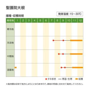 国華園 種 野菜たね ダイコン 聖護院大根 1...の詳細画像2