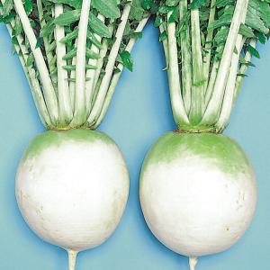 国華園 種 野菜たね ダイコン 聖護院大根 1...の詳細画像1