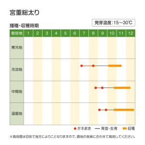 国華園 種 野菜たね ダイコン 宮重総太り 1...の詳細画像2