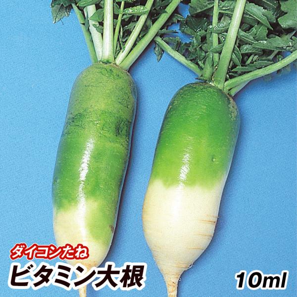 種 野菜たね ダイコン ビタミン大根 1袋（10ml） 大根 野菜の種 国華園