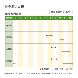 国華園 種 野菜たね ダイコン ビタミン大根 ...の詳細画像2