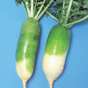国華園 種 野菜たね ダイコン ビタミン大根 ...の詳細画像1