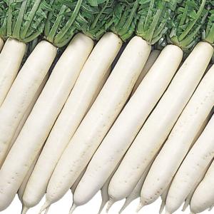 国華園 種 野菜たね ダイコン F1泉水理想 1袋（4ml） 大根 やさいの種