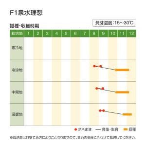 国華園 種 野菜たね ダイコン F1泉水理想 ...の詳細画像2