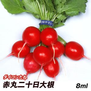 種 野菜たね ダイコン 赤丸二十日大根 1袋(10ml)｜kokkaen