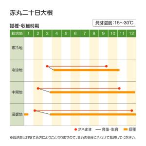 国華園 種 野菜たね ダイコン 赤丸二十日大根...の詳細画像3