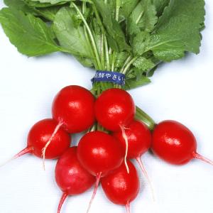 国華園 種 野菜たね ダイコン 赤丸二十日大根...の詳細画像1