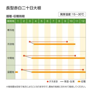 国華園 種 野菜たね ダイコン 長型赤白二十日...の詳細画像3